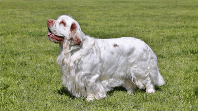 Clumber Spaniel Temperament