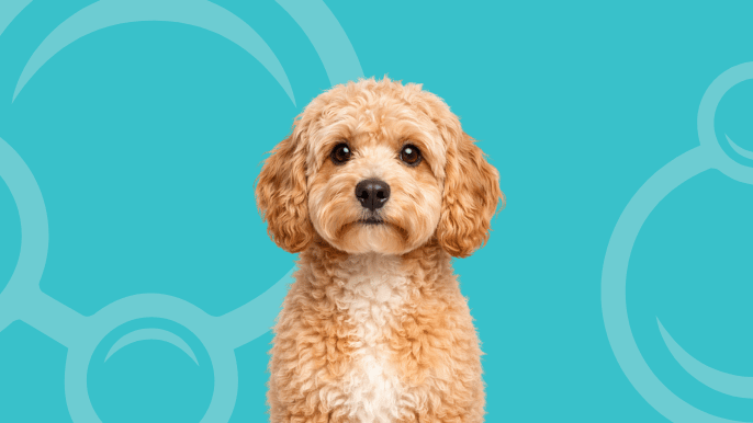 Cockapoo Temperament