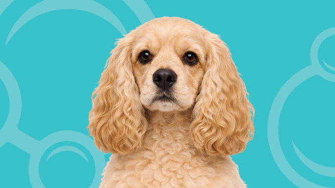 Cocker Spaniel Temperament