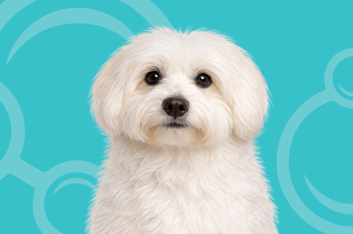 Coton de Tulear Temperament