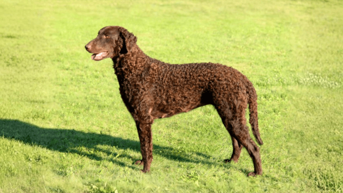 Curly-Coated Retriever Temperament