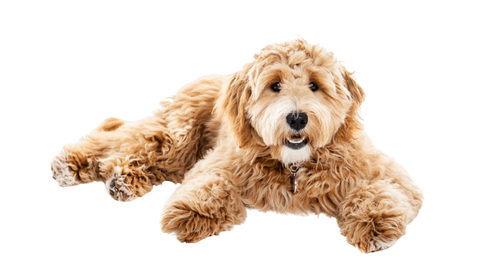 Curly wavy coat dogs