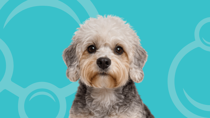 Dandie Dinmont Terrier Temperament