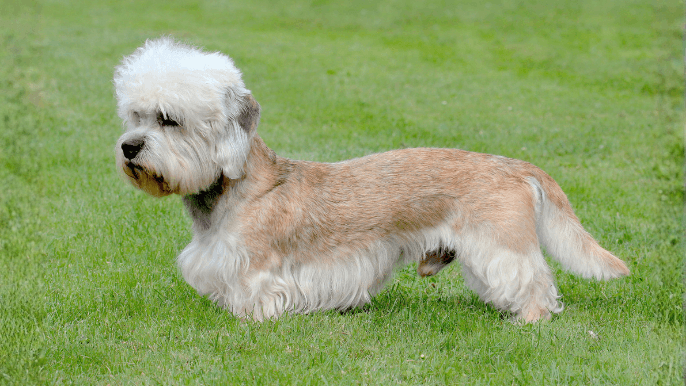 Dandie Dinmont Terrier Temperament