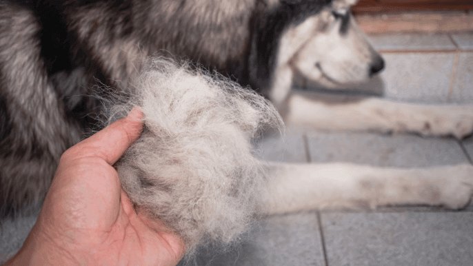 deshedding tools for dogs