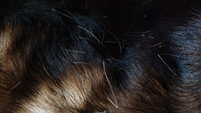 Deshedding Tools for Dogs