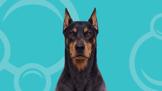 Doberman Pinscher Temperament