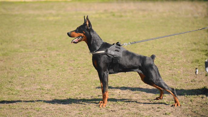 Doberman Pinscher Temperament