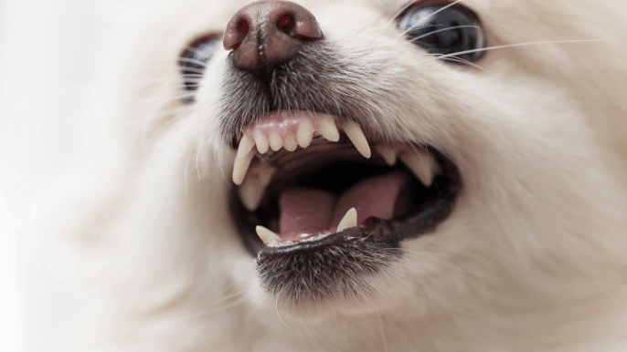 Dog Body Language During Grooming