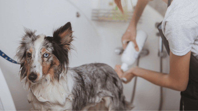 dog coat conditioner