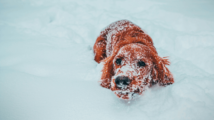 dog coat types