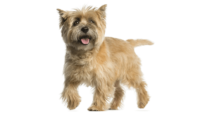 dog grooming