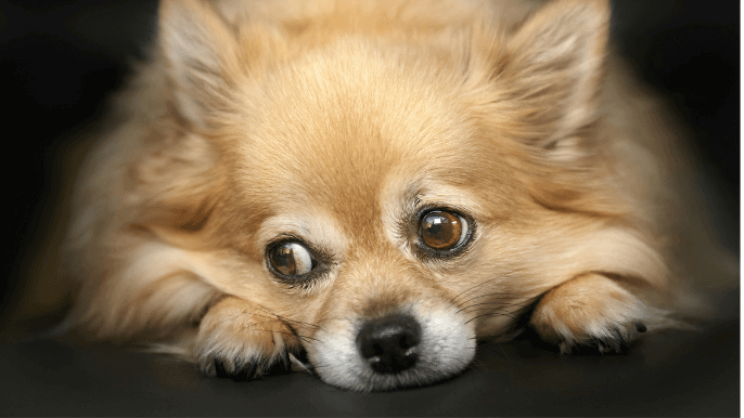 dog grooming