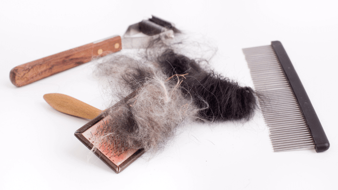 dog grooming tools