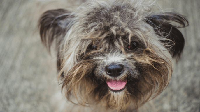 dog matting