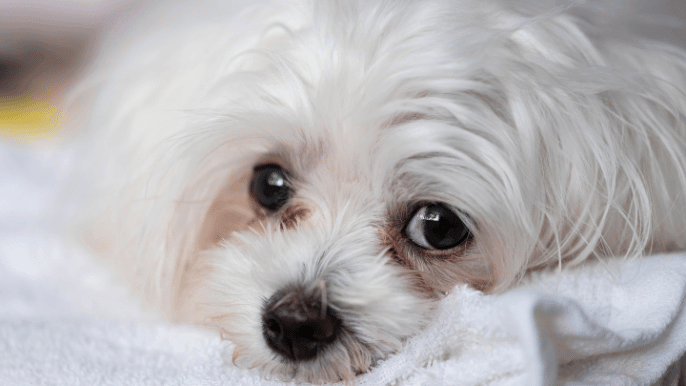 dog tear stains