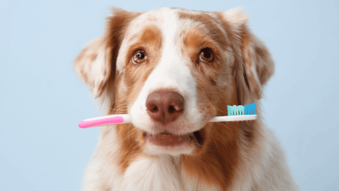 dog teeth brushing