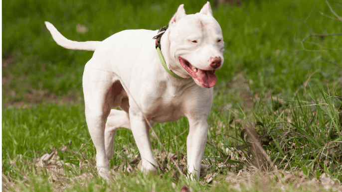Dogo Argentino Temperament