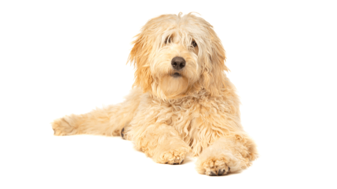doodle coat care