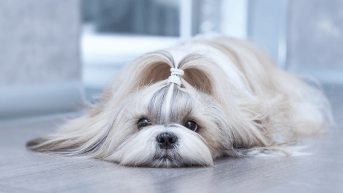 drop coat dogs hero
