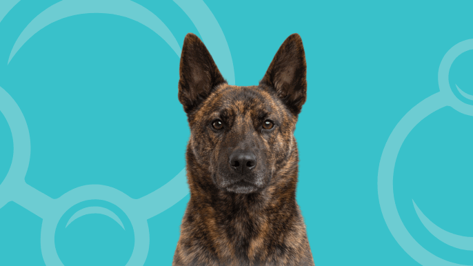Dutch Shepherd Short Coat Temperament