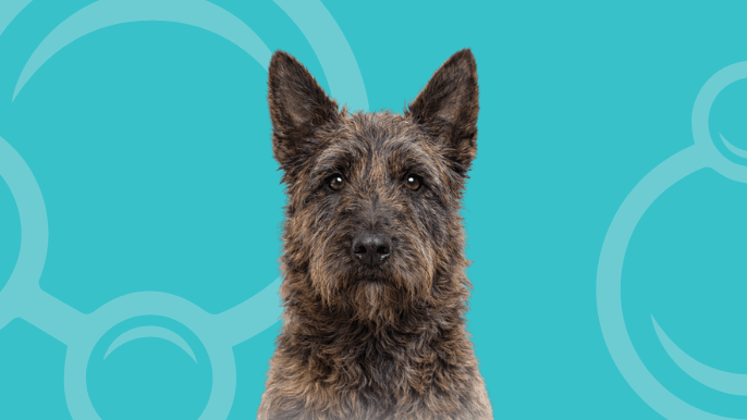 Dutch Shepherd Wire Coat Temperament