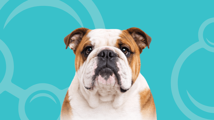 English Bulldog Temperament