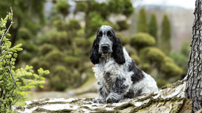 English Cocker Spaniel Temperament