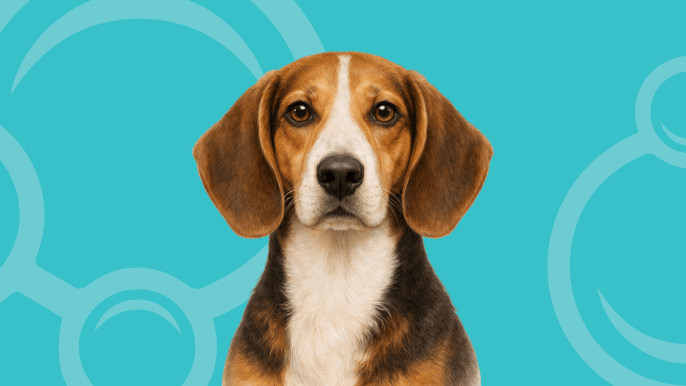 English Foxhound Temperament