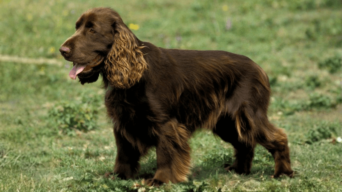 field spaniel temperament 