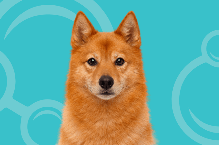 Finnish Spitz Temperament