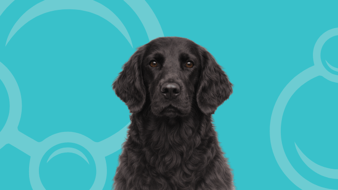 Flat-Coated Retriever Temperament