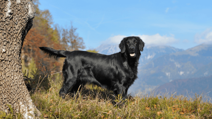 Flat-Coated Retriever Temperament