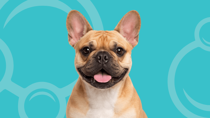 French Bulldog Temperament