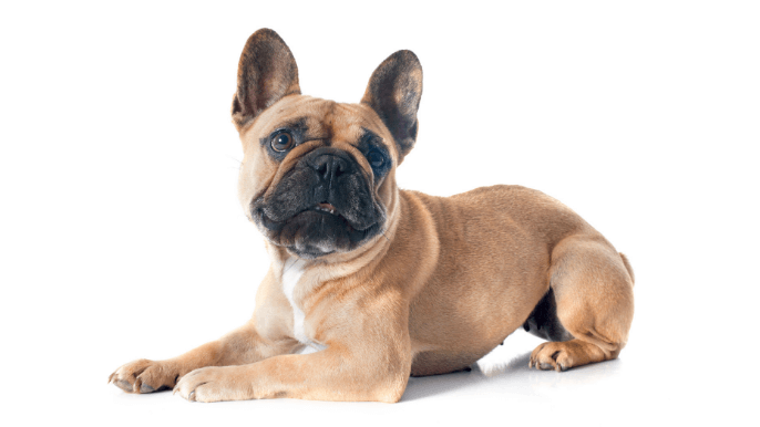 French Bulldog Temperament