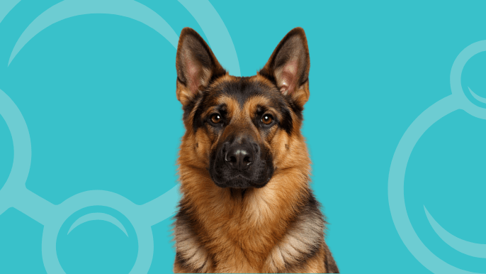 German Shepherd Temperament 