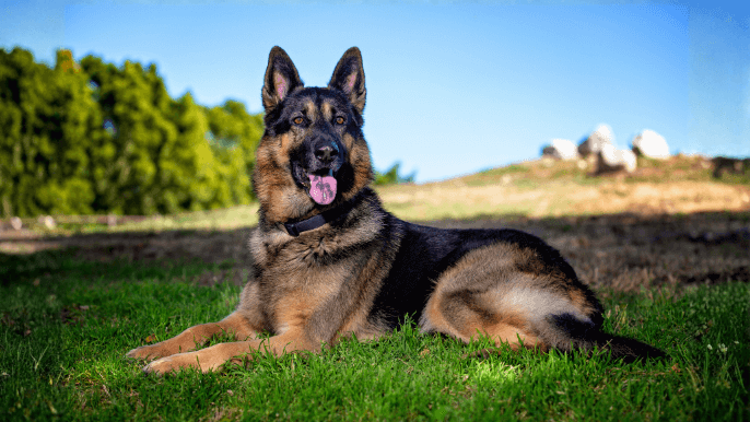 German Shepherd Temperament