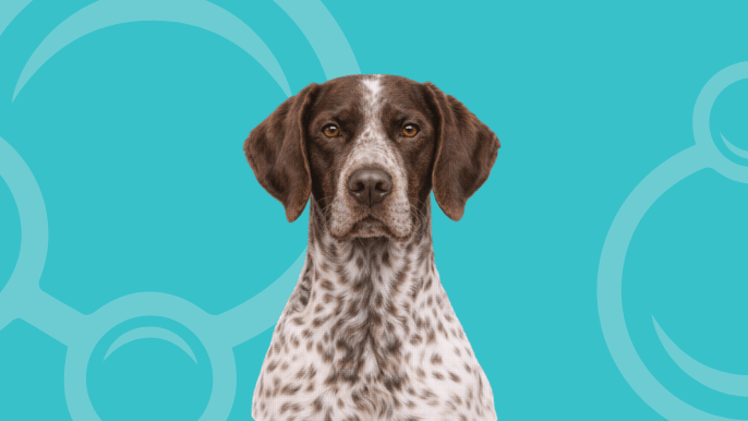 German Shorthaired Pointer Temperament
