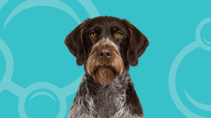 German Wirehaired Pointer Temperament