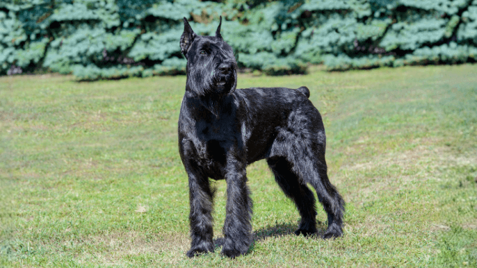 Giant Schnauzer Temperament