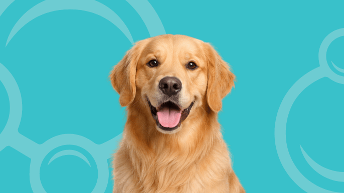 Golden Retriever Temperament