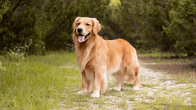 Golden Retriever Temperament