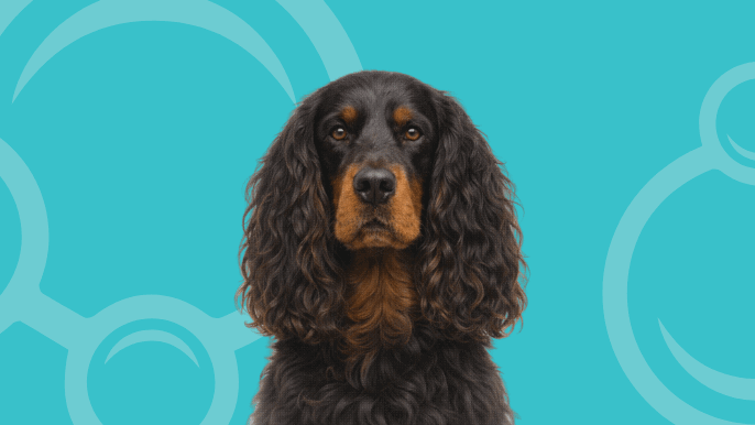 Gordon Setter Temperament 