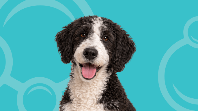 Great Danoodle Temperament