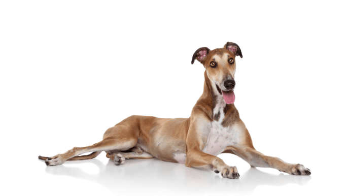 Greyhound Temperament