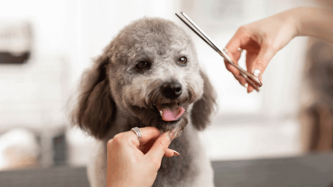 groom your dog's face