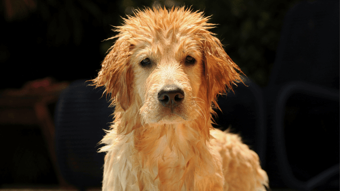 how often should you bathe your dog