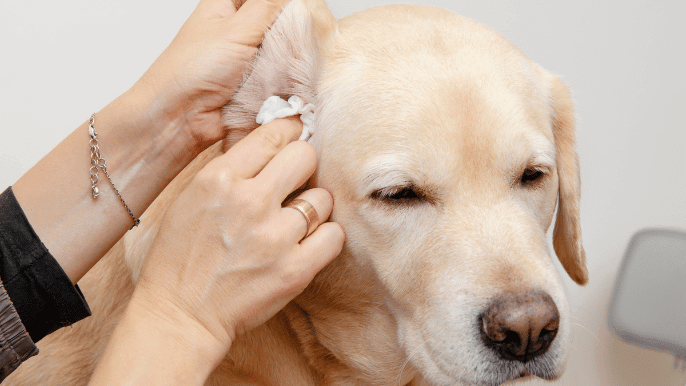how to clean dog ears