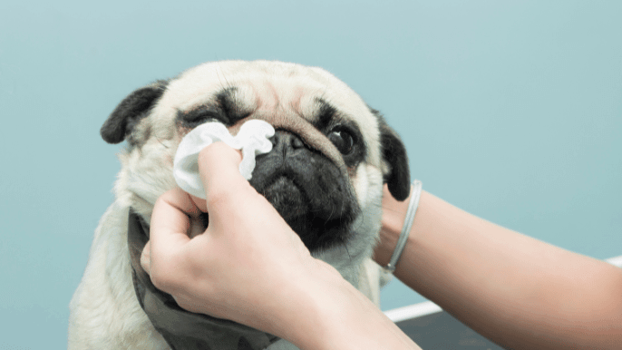 how to clean dog eyes