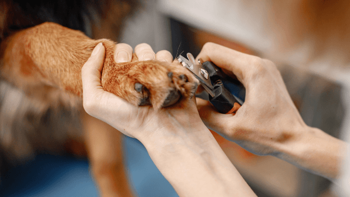 how to trim dog nails